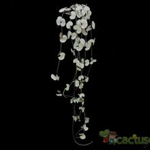A photo of Ceropegia woodii