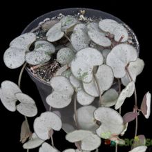 A photo of Ceropegia woodii