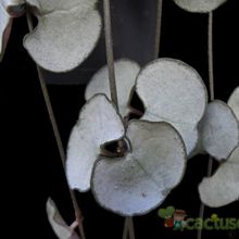 A photo of Ceropegia woodii