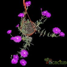 Una foto de Lampranthus multiradiatus