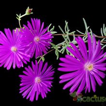 Una foto de Lampranthus multiradiatus