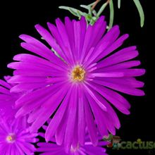 Una foto de Lampranthus multiradiatus