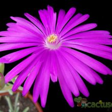 Una foto de Lampranthus multiradiatus