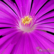 Una foto de Lampranthus multiradiatus