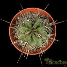 Una foto de Ferocactus robustus