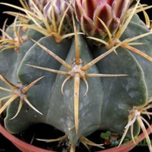 A photo of Ferocactus macrodiscus