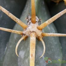 Una foto de Ferocactus macrodiscus