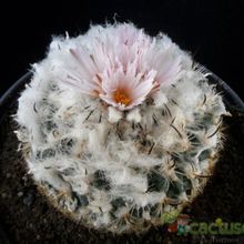 A photo of Turbinicarpus saueri ssp. ysabelae