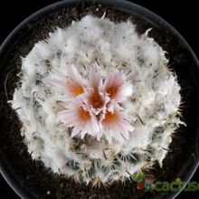 A photo of Turbinicarpus saueri ssp. ysabelae
