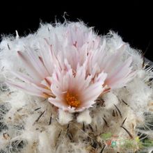A photo of Turbinicarpus saueri ssp. ysabelae