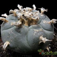 A photo of Lophophora williamsii
