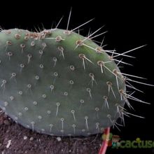 A photo of Opuntia leucotricha