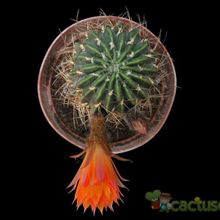 A photo of Echinopsis pampana