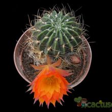 A photo of Echinopsis pampana