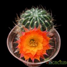 A photo of Echinopsis pampana
