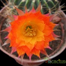 A photo of Echinopsis pampana