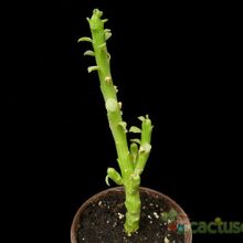 A photo of Euphorbia bisellenbeckii