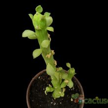 A photo of Euphorbia bisellenbeckii