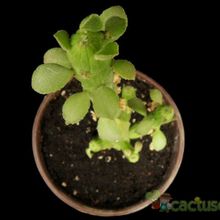 A photo of Euphorbia bisellenbeckii