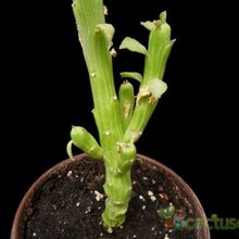A photo of Euphorbia bisellenbeckii
