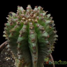 Una foto de Euphorbia cereiformis