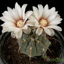 Una foto de Gymnocalycium ochoterenae subsp. vatteri