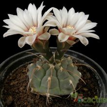 Una foto de Gymnocalycium ochoterenae subsp. vatteri