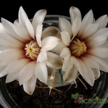 Una foto de Gymnocalycium ochoterenae subsp. vatteri