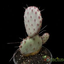 A photo of Opuntia macrocentra