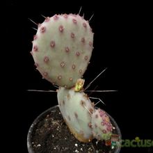 A photo of Opuntia macrocentra