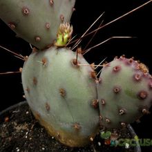 A photo of Opuntia macrocentra