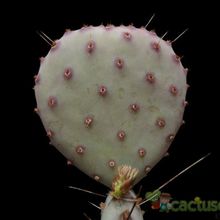 A photo of Opuntia macrocentra