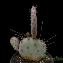 A photo of Opuntia macrocentra