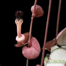 A photo of Ceropegia woodii