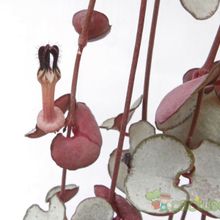 A photo of Ceropegia woodii