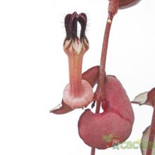 A photo of Ceropegia woodii