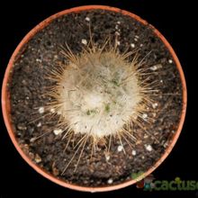 Una foto de Eulychnia breviflora