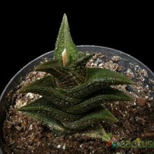 Una foto de Haworthia nigra