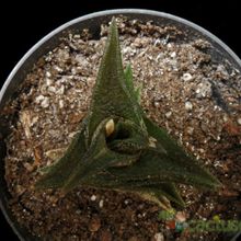 Una foto de Haworthia nigra