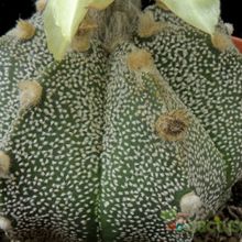 Una foto de Astrophytum asterias x Astrophytum capricorne AS-CAP (Hibrido)