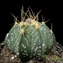 Una foto de Astrophytum hybrid CAP-AS
