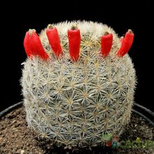 Una foto de Mammillaria lasiacantha