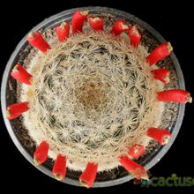Una foto de Mammillaria lasiacantha