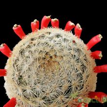Una foto de Mammillaria lasiacantha