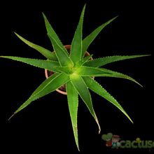 Una foto de Aloe schomeri  