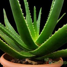 A photo of Aloe schomeri  