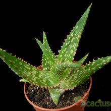 Una foto de Aloe cv. Marco (nombre comercial cv. Fang)