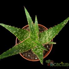 A photo of Aloe cv. Marco (nombre comercial cv. Fang)