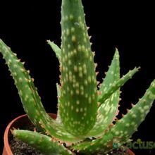 A photo of Aloe cv. Marco (nombre comercial cv. Fang)