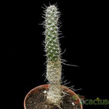 A photo of Tephrocactus weberi